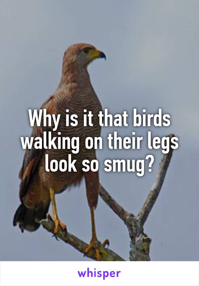 Why is it that birds walking on their legs look so smug?