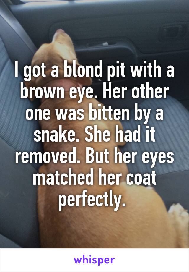 I got a blond pit with a brown eye. Her other one was bitten by a snake. She had it removed. But her eyes matched her coat perfectly. 