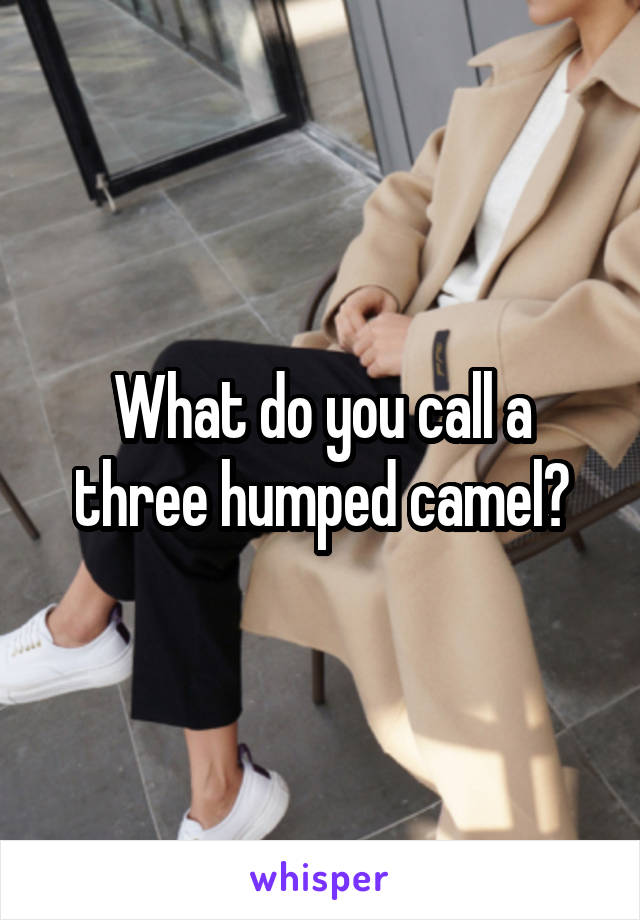 What do you call a three humped camel?