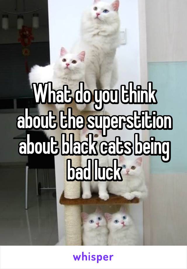 What do you think about the superstition about black cats being bad luck