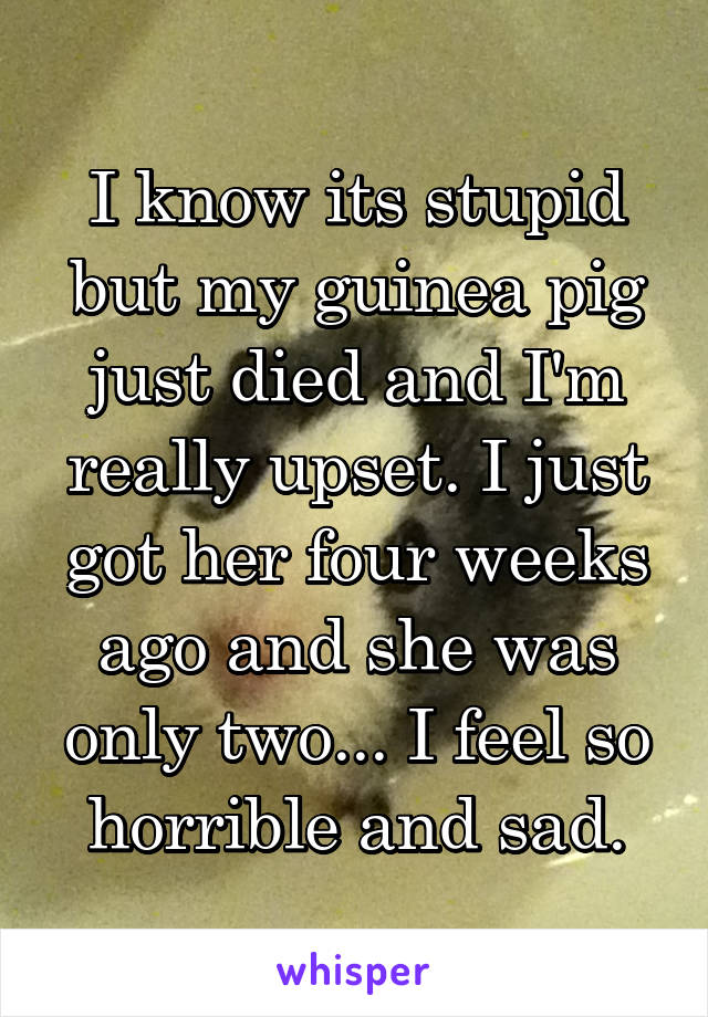 I know its stupid but my guinea pig just died and I'm really upset. I just got her four weeks ago and she was only two... I feel so horrible and sad.