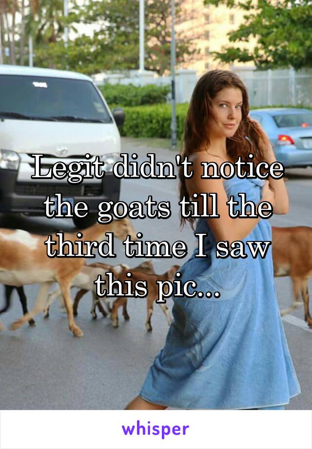 Legit didn't notice the goats till the third time I saw this pic...