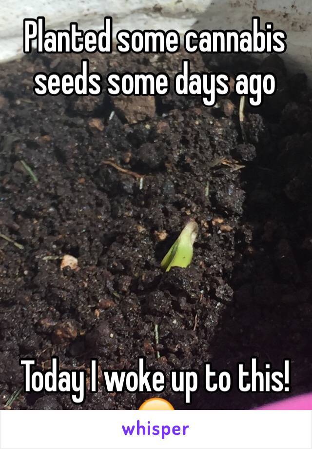 Planted some cannabis seeds some days ago






Today I woke up to this! 😄