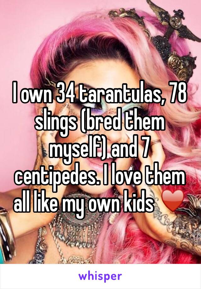 I own 34 tarantulas, 78 slings (bred them myself) and 7 centipedes. I love them all like my own kids ♥️