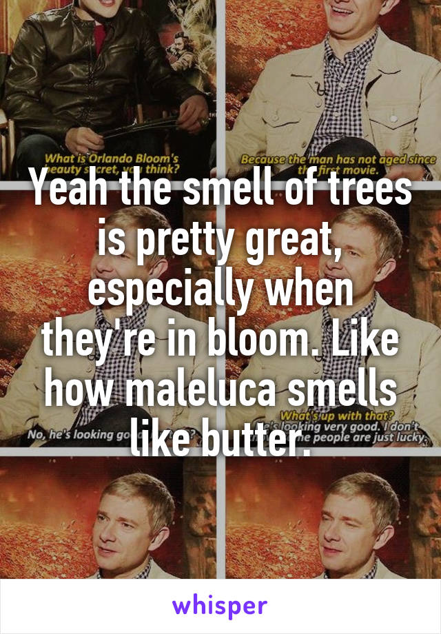 Yeah the smell of trees is pretty great, especially when they're in bloom. Like how maleluca smells like butter.