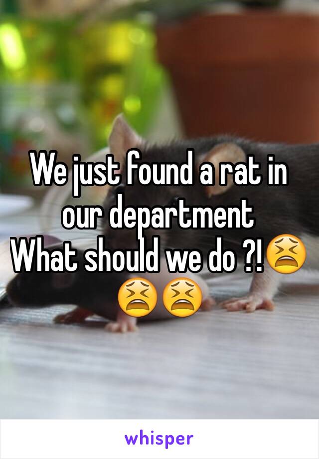 We just found a rat in our department 
What should we do ?!😫😫😫