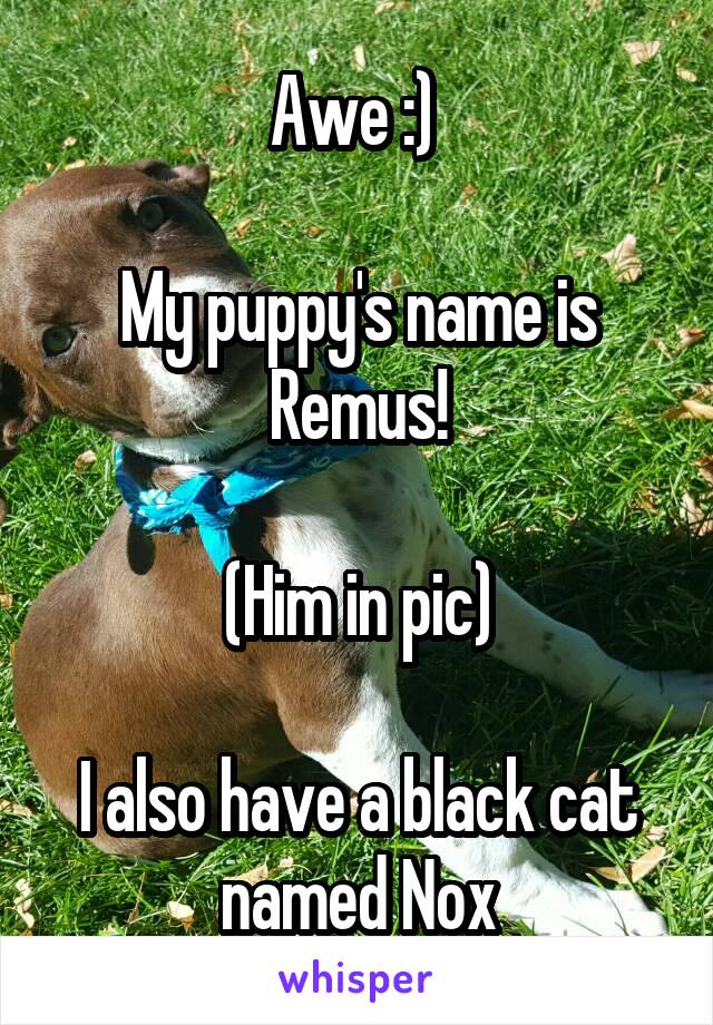 Awe :) 

My puppy's name is Remus!

(Him in pic)

I also have a black cat named Nox