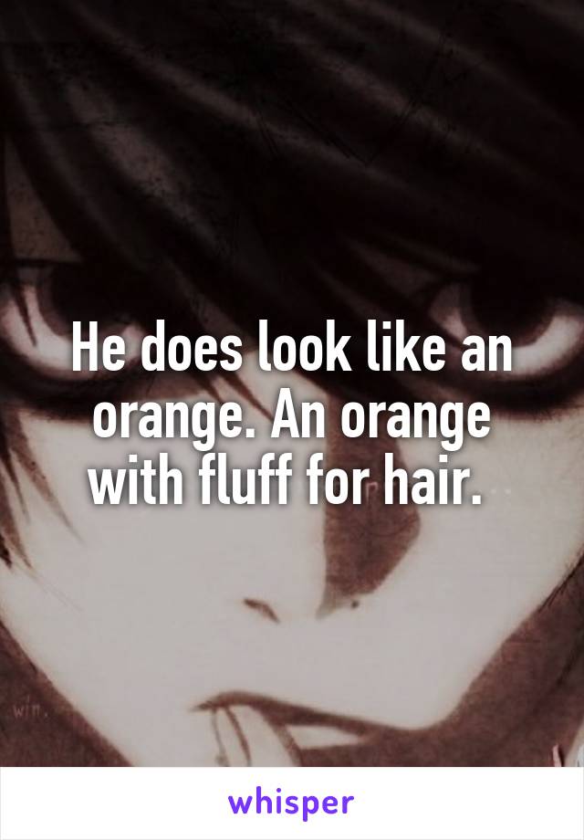 He does look like an orange. An orange with fluff for hair. 