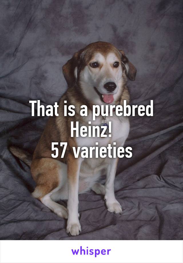 That is a purebred
Heinz!
57 varieties