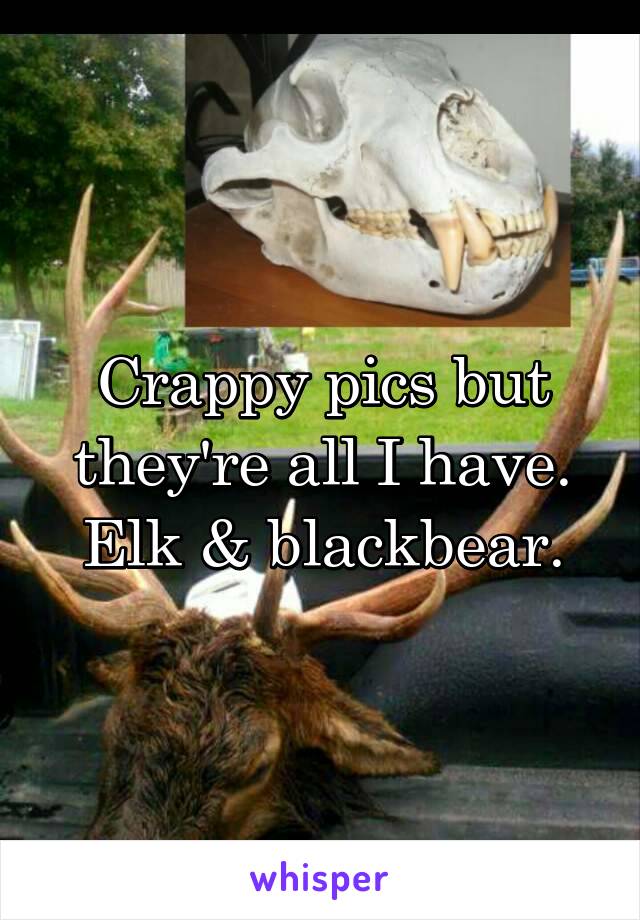 Crappy pics but they're all I have. Elk & blackbear.