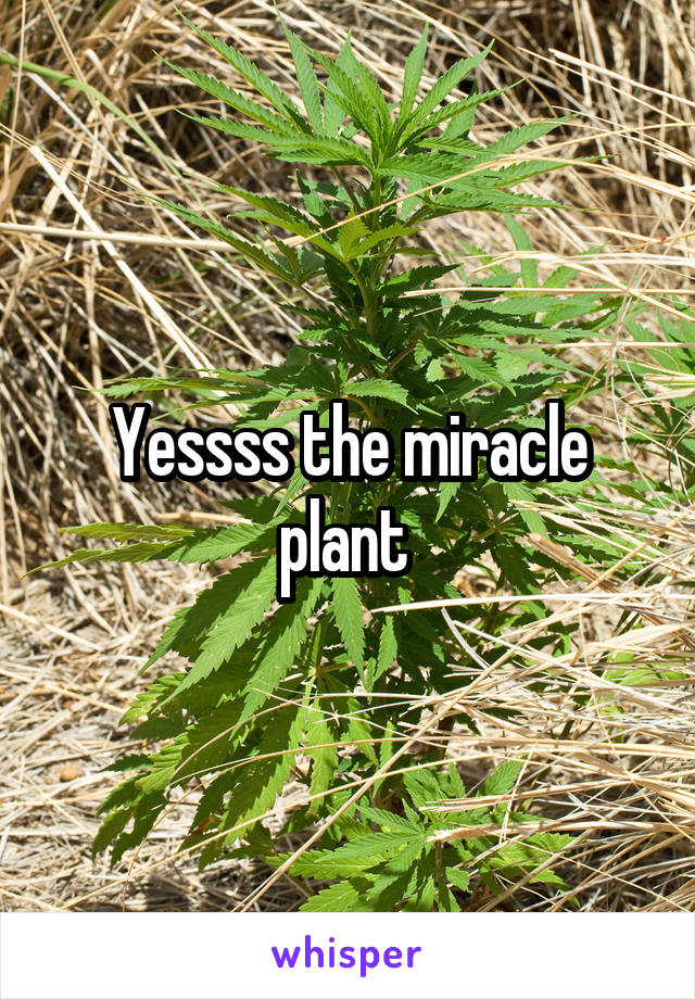 Yessss the miracle plant 