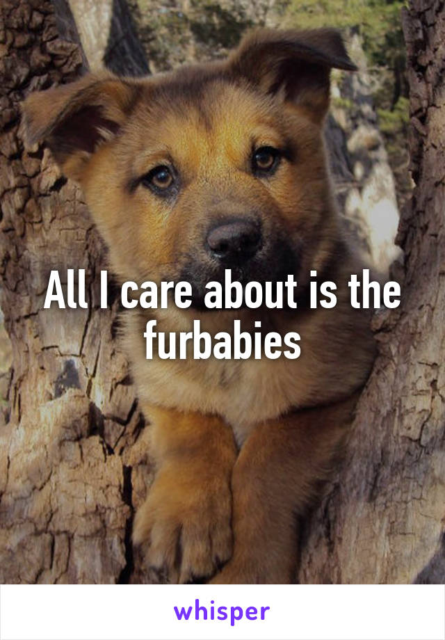 All I care about is the furbabies