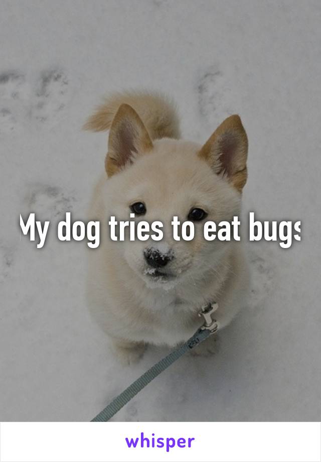 My dog tries to eat bugs