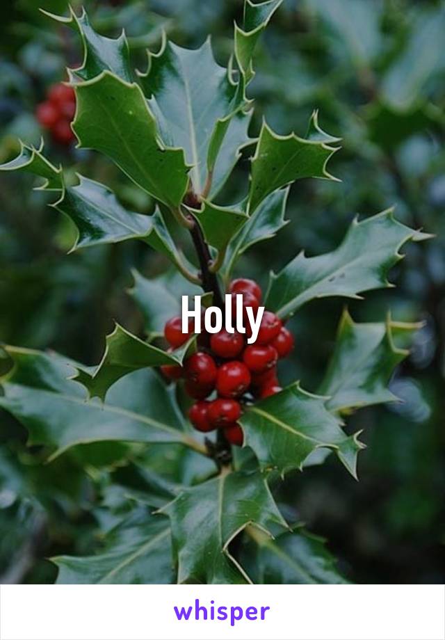 Holly