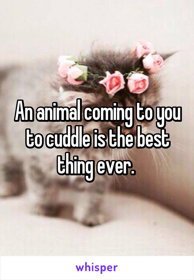 An animal coming to you to cuddle is the best thing ever. 