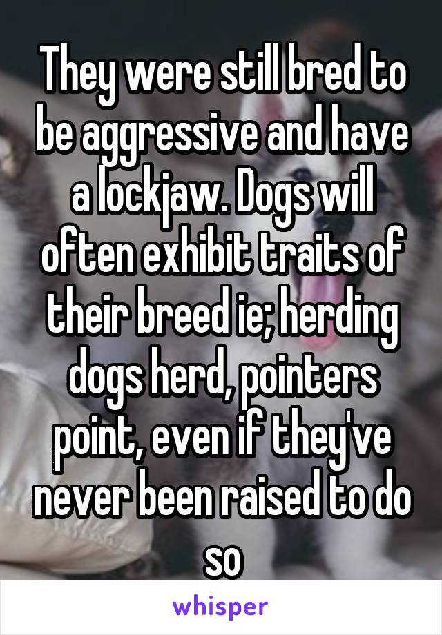 They were still bred to be aggressive and have a lockjaw. Dogs will often exhibit traits of their breed ie; herding dogs herd, pointers point, even if they've never been raised to do so
