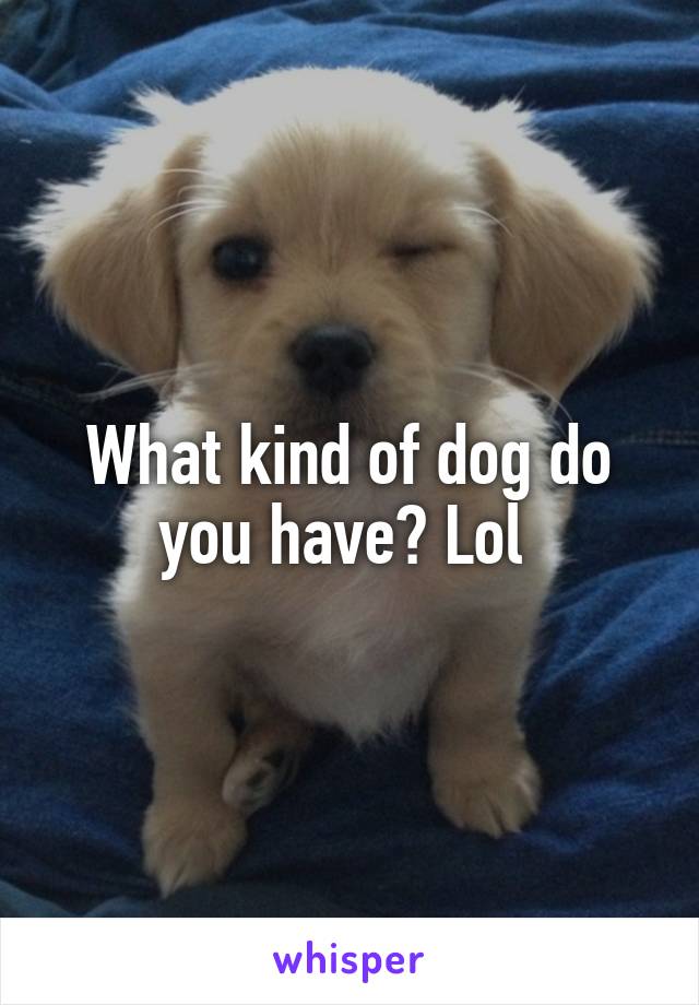 What kind of dog do you have? Lol 