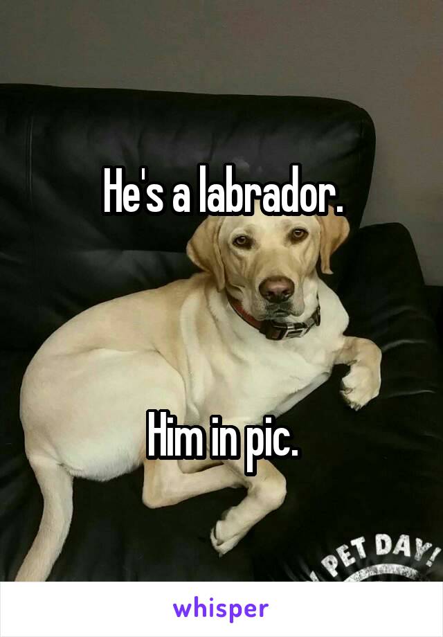He's a labrador.



Him in pic.
