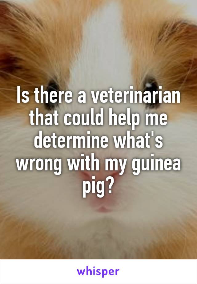 Is there a veterinarian that could help me determine what's wrong with my guinea pig?