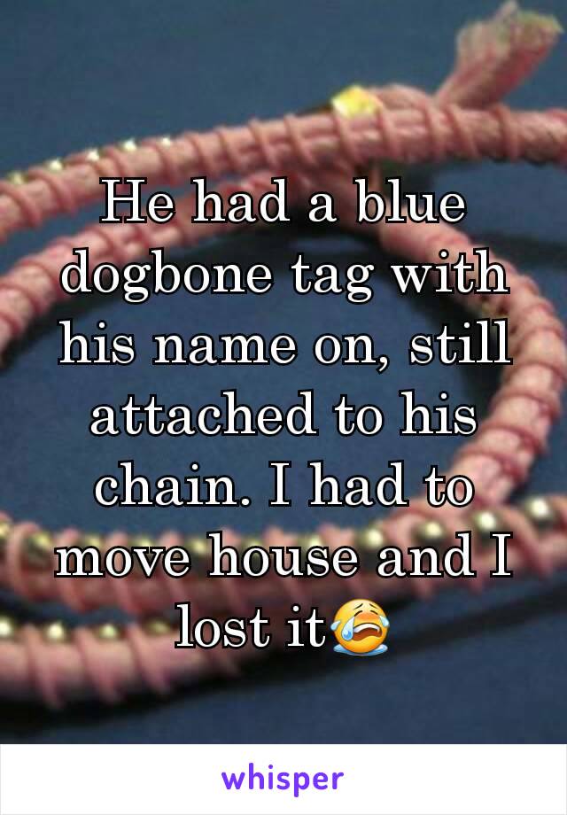 He had a blue dogbone tag with his name on, still attached to his chain. I had to move house and I lost it😭
