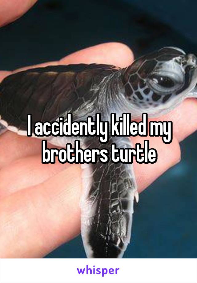 I accidently killed my brothers turtle
