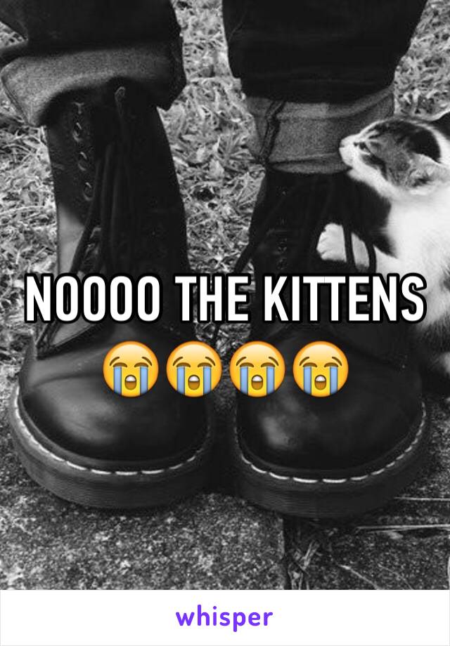 NOOOO THE KITTENS 😭😭😭😭
