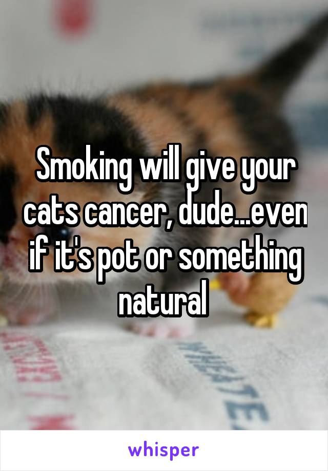 Smoking will give your cats cancer, dude...even if it's pot or something natural 