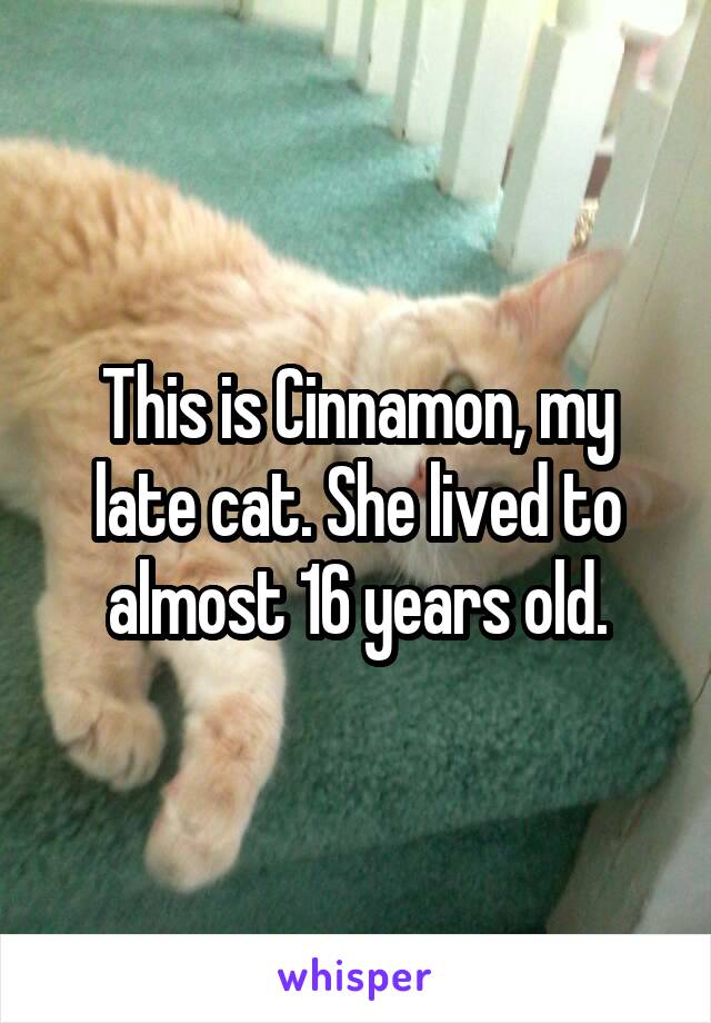 This is Cinnamon, my late cat. She lived to almost 16 years old.