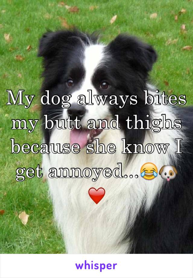 My dog always bites my butt and thighs because she know I get annoyed...😂🐶❤️