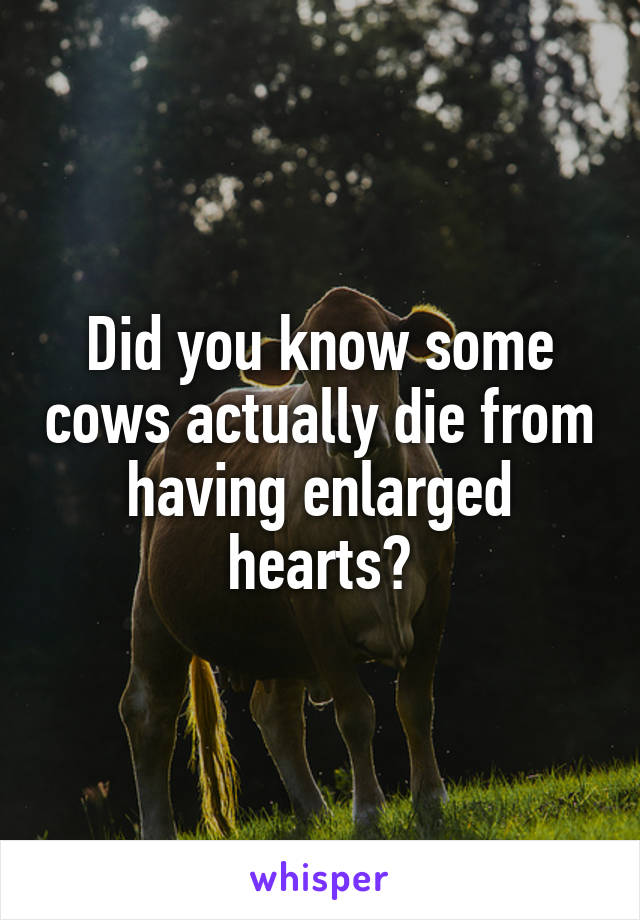 Did you know some cows actually die from having enlarged hearts?