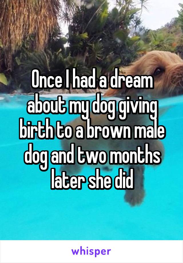 Once I had a dream about my dog giving birth to a brown male dog and two months later she did