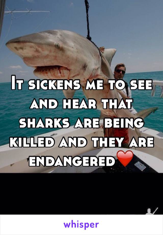 It sickens me to see and hear that sharks are being killed and they are endangered❤️