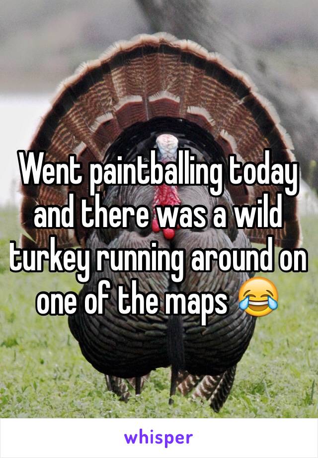 Went paintballing today and there was a wild turkey running around on one of the maps 😂