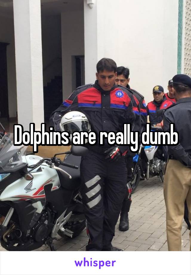 Dolphins are really dumb