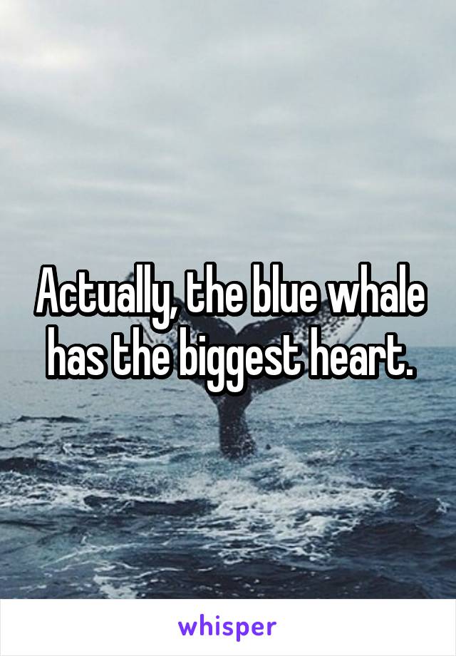 Actually, the blue whale has the biggest heart.