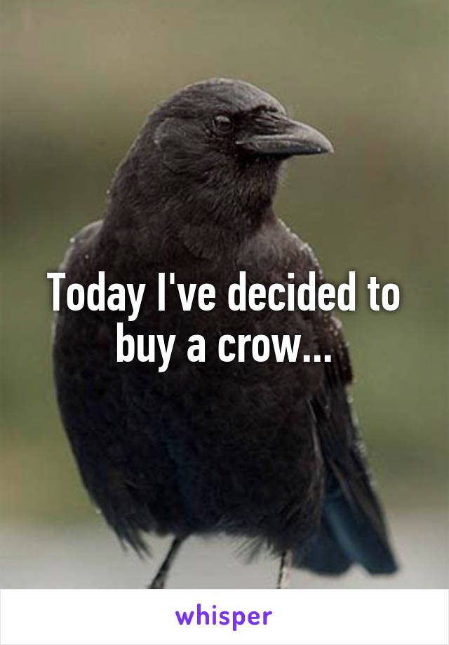 Today I've decided to buy a crow...
