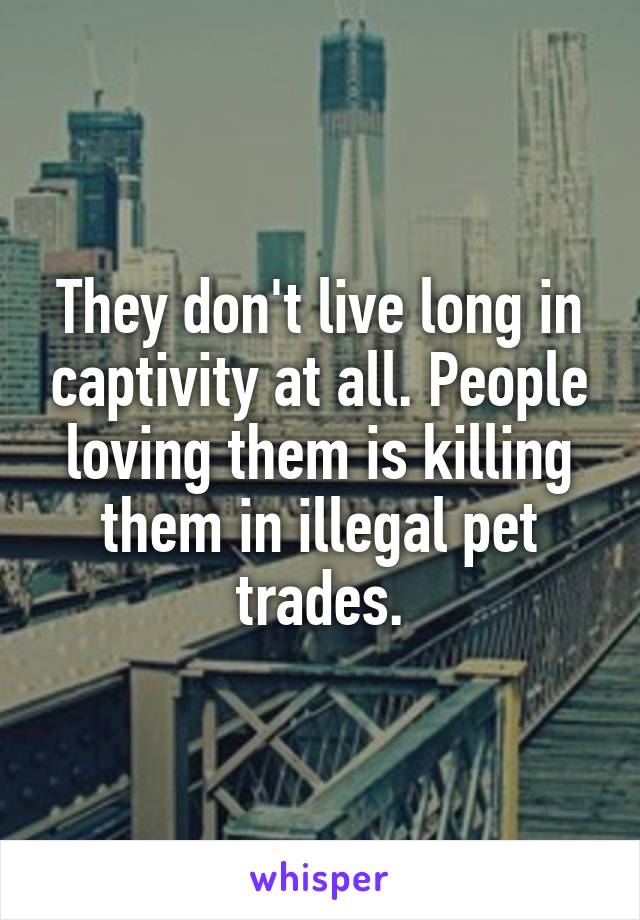 They don't live long in captivity at all. People loving them is killing them in illegal pet trades.