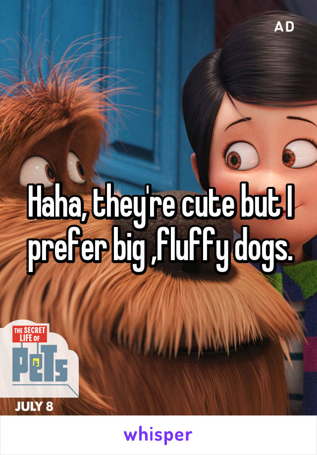 Haha, they're cute but I prefer big ,fluffy dogs.