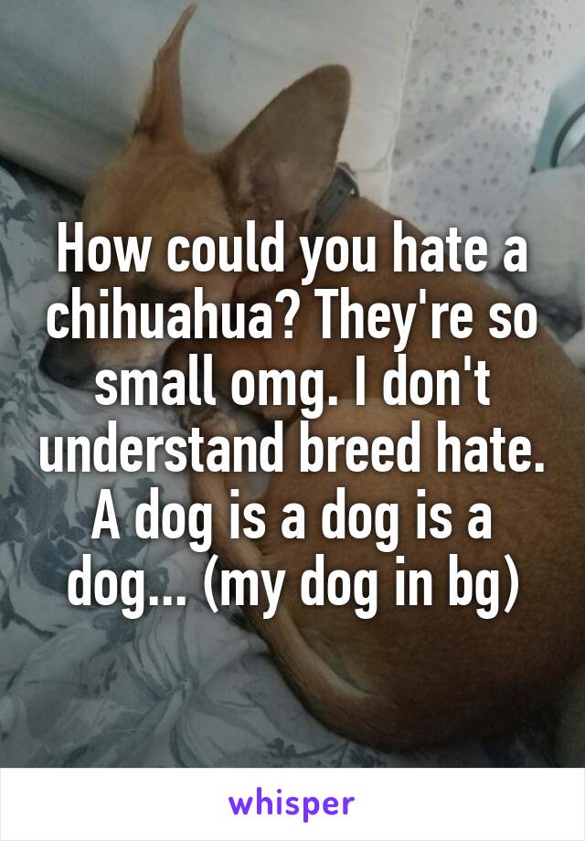 How could you hate a chihuahua? They're so small omg. I don't understand breed hate. A dog is a dog is a dog... (my dog in bg)