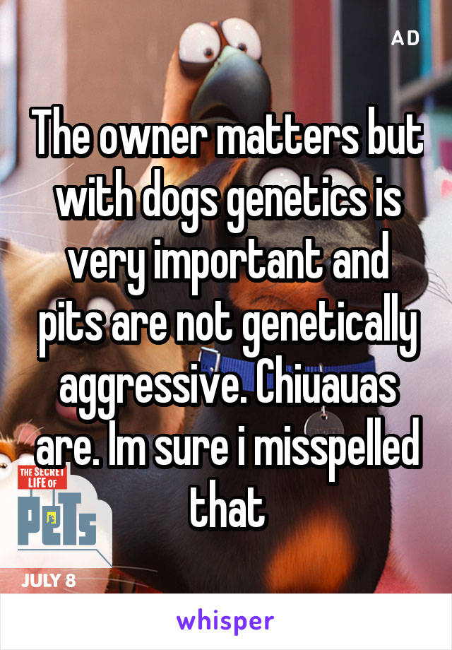 The owner matters but with dogs genetics is very important and pits are not genetically aggressive. Chiuauas are. Im sure i misspelled that