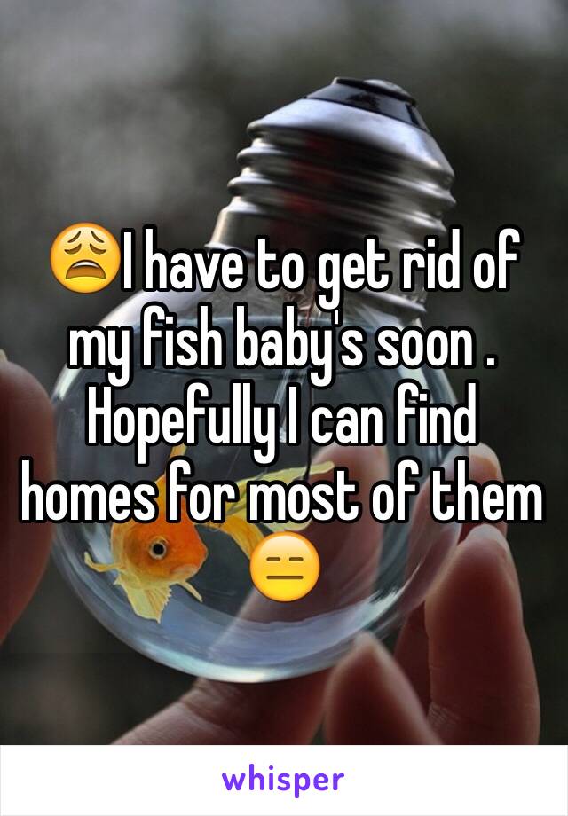 😩I have to get rid of my fish baby's soon . Hopefully I can find homes for most of them 😑