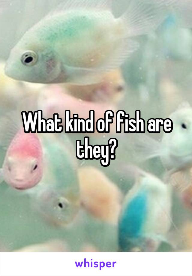What kind of fish are they?