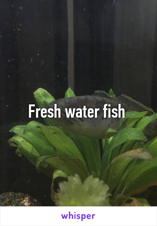 Fresh water fish 