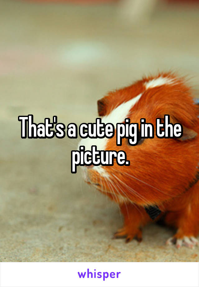 That's a cute pig in the picture.