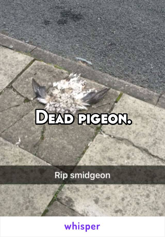 Dead pigeon.