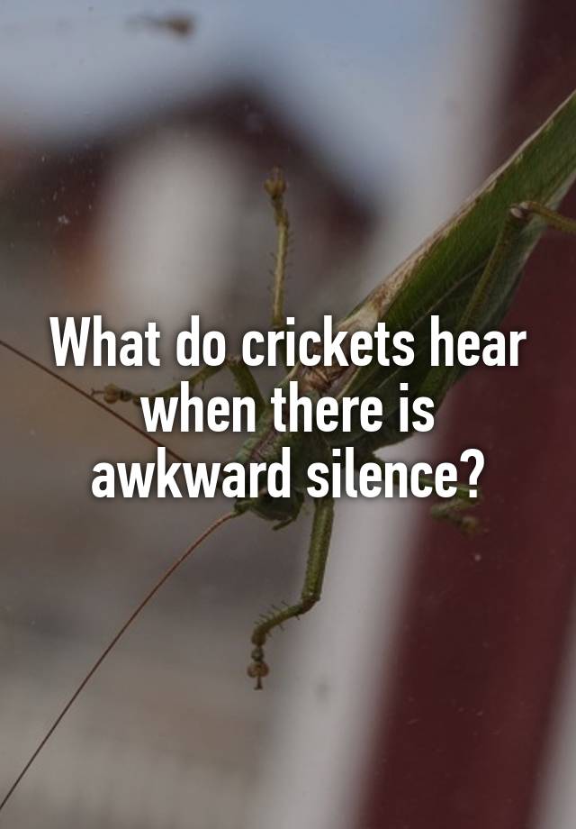 crickets awkward silence