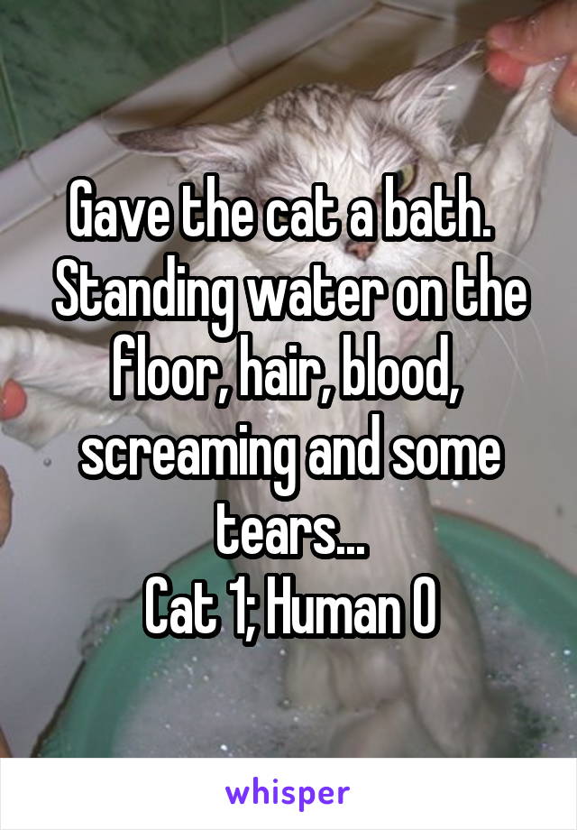 Gave the cat a bath.  
Standing water on the floor, hair, blood,  screaming and some tears...
Cat 1; Human 0