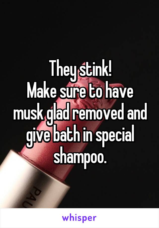 They stink!
Make sure to have musk glad removed and give bath in special shampoo.