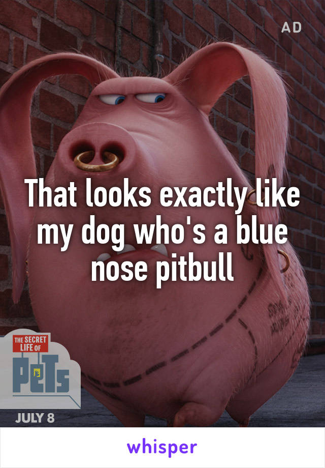 That looks exactly like my dog who's a blue nose pitbull
