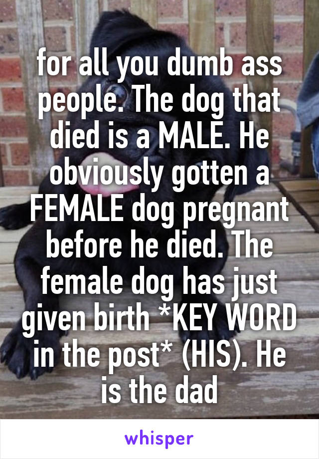 for all you dumb ass people. The dog that died is a MALE. He obviously gotten a FEMALE dog pregnant before he died. The female dog has just given birth *KEY WORD in the post* (HIS). He is the dad